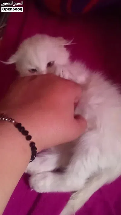 قطه حوله بس بتجنن للبيع 4