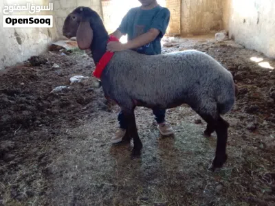 بسم الله ماشاء الله تبارك الرحمن عبر ثنتين نخب اول عمرهن 8اشهر عبر مقنوي الله يطرح البركه لصاحب النص 4