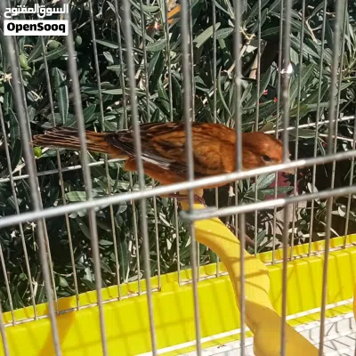 كنار نحاسي 2