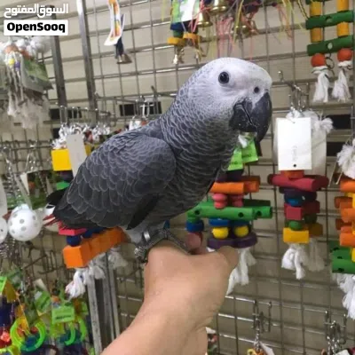 Congo African Grey Parrots – Hand-Reared & Captive Bred in the UAE 3