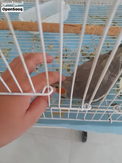 طائر الكوكتيل الجنس أنثى 3