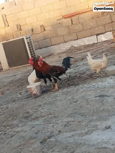 ثلاث ديوجه ودجاجه 2