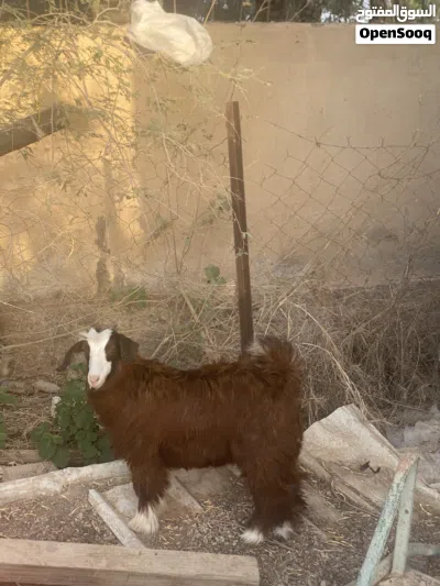 سخله وسخل للبيع 3