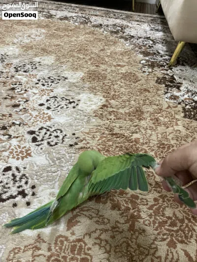 بغبغاء ميتو اليف وصغير جاهز لتعليم وكلام 4