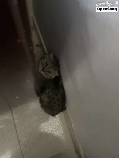 قطو سكوجفولد ذكر 2