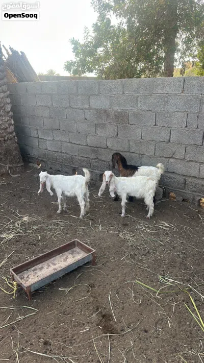 صخلات تربيه ممتازات العمر من 3 الى 4 شهور 2