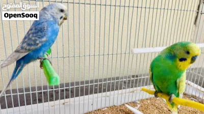كوبيا سبانجل تحتها 2 فروخ 2