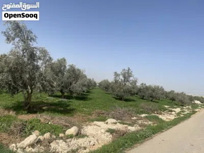 ارض مزروعة زيتون للبيع في مادبا 2