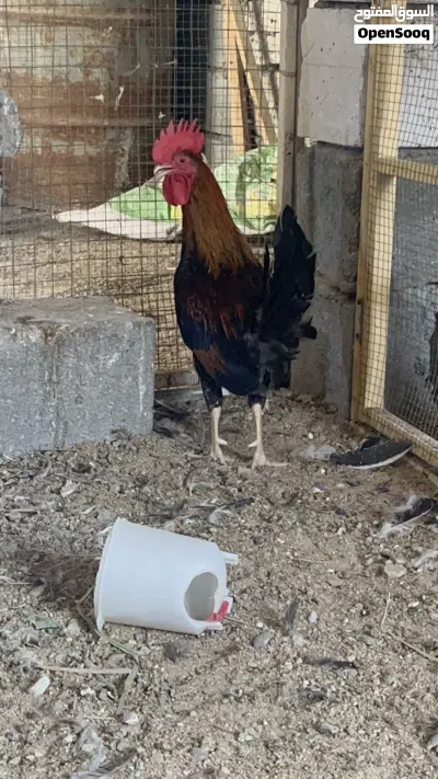 العنوان البصره 3