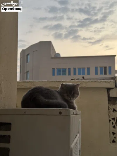 قطط للتبني لمدة شهرين لدواعي السفر- cats for adoption for 2 months because of traveling 4