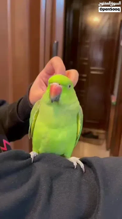 ببغاء الدره 3