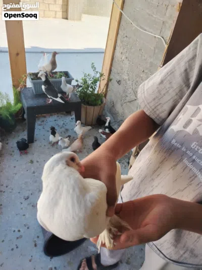 حمام للبيع ما يقارب 20 جوز 3