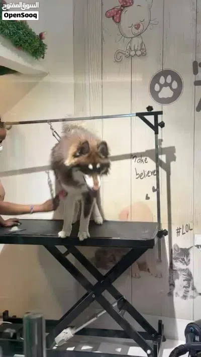 هاسكي مالاموت ضخم 3