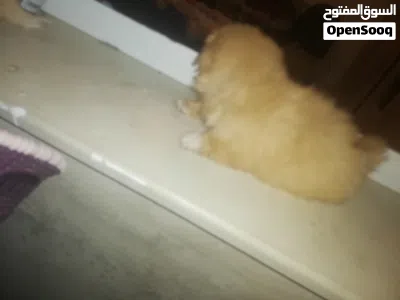 Chien piki noir et blanc 2