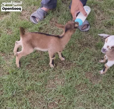 pqme goat for sale 4