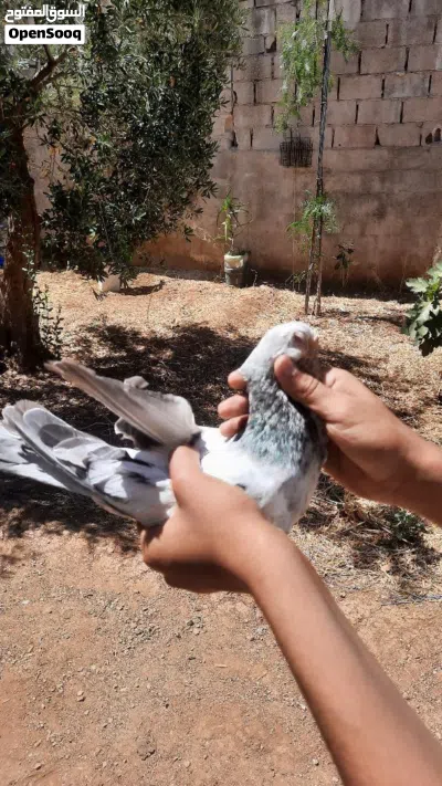 فحل طير حمام بس زقيتو بطن تحتو فراخ 3