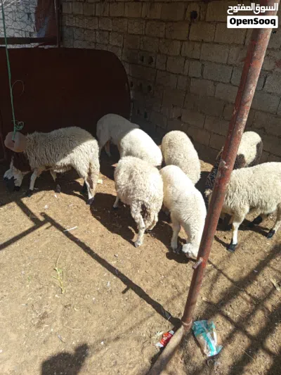خروف و فطايم ربي يبارك 2