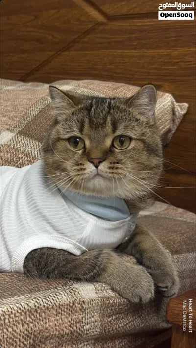 سكوتش ستريت 4