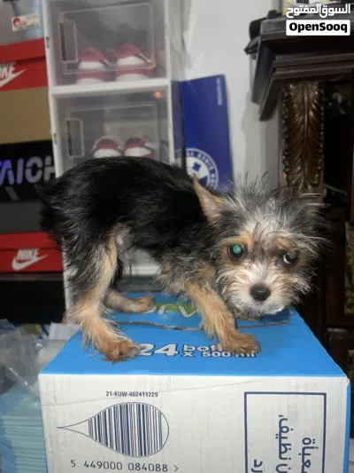 mix breed 7mos old 2