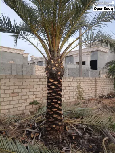 لامتلاك بركة الأرض.. نخيل مثمر من أجود الانوع الوصف: نعلن عن توفر نخيل مثمر (النوع طابوني..حلوي 2