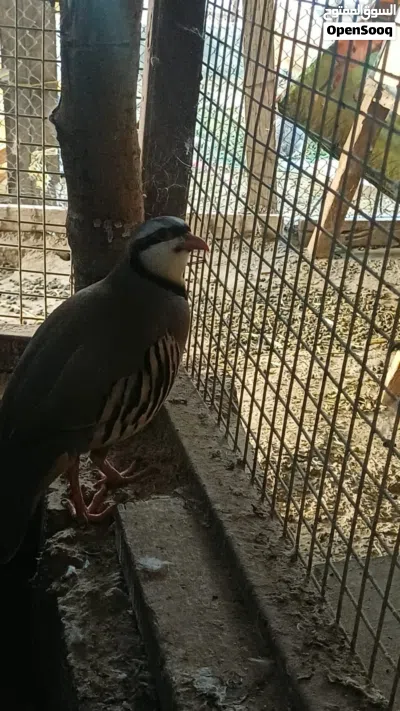 للبيع محميه طيور أقرى الوصف اول شي 2