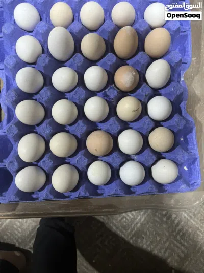 لدينا بيض بلدي مخصب و عادي 3