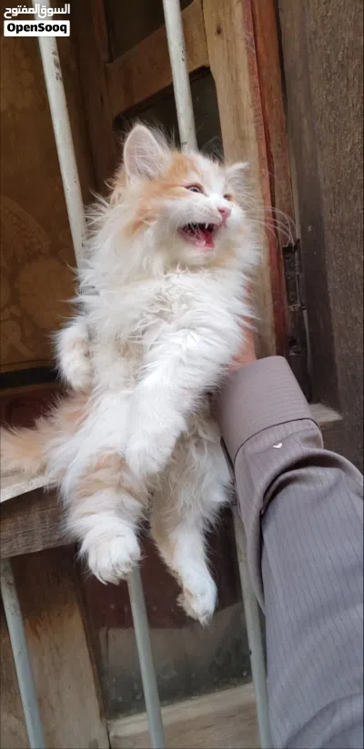 قطط شيرازي للبيع 2