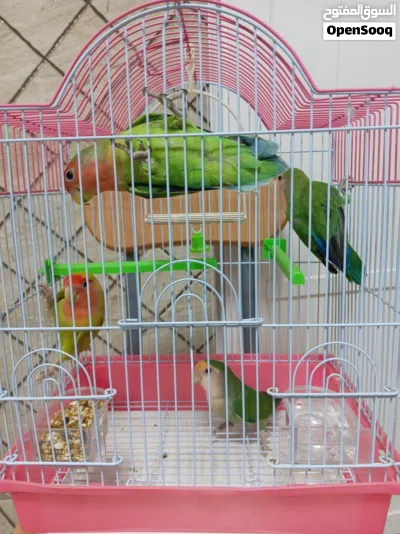 روز محلي للبيع 3