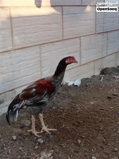 دجاج بكستاني ودجاح عماني ودجاج فرنسي 4