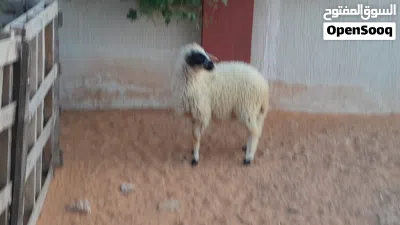 فطيمه وطنيه الله يبارك عمرها ف7شهور محصنه وسليمه العيوب متع تربيه او موس لبيدبح.. 4