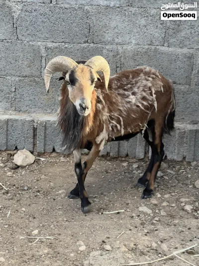 كبش وعل كمرون الافريقي 3