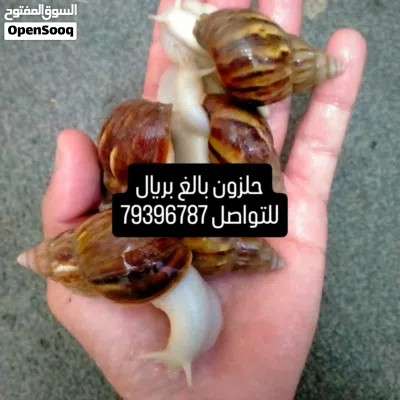 الحلزون الافريقي العملاق 2
