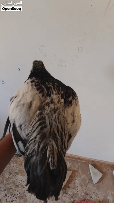 سلام عليكم ورحمة الله وبركاته متوفر دجاجه براهما ربي يبارك 3