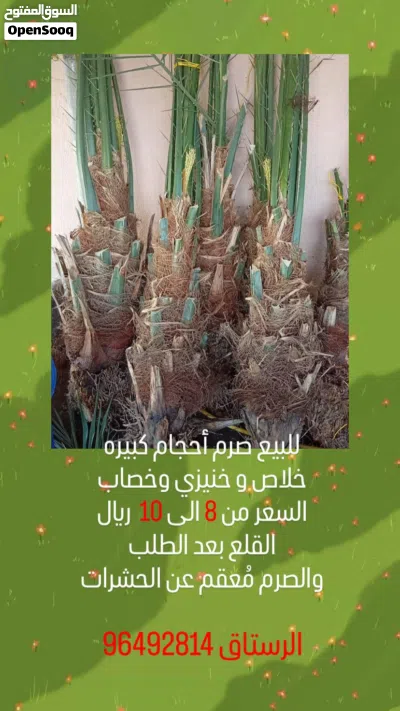 فسائل نخيل 2