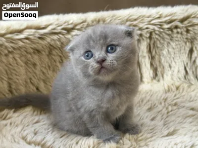 Scottish fold & British shorthair lilac, light gray 3