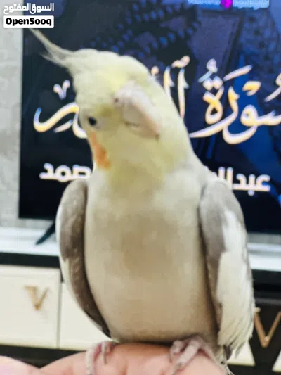 كوكتيل اليف شوف الوصف احسن 2