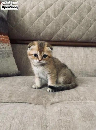 : * قطط سكوتش فولد وسكوتش ستريت جولد عمر شهرين * قطط سكوتش جولد شيدد للبيع عمر شهري 3