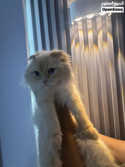 سكوتش فولد 3