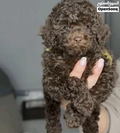 (Toy poodle) tabby 3