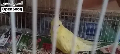 ببغاء كوكتيل للبيع 2