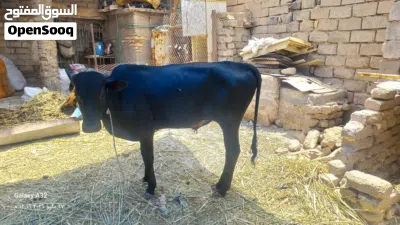 عجوله البيع 4