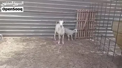 عنز كردية للبيع 3
