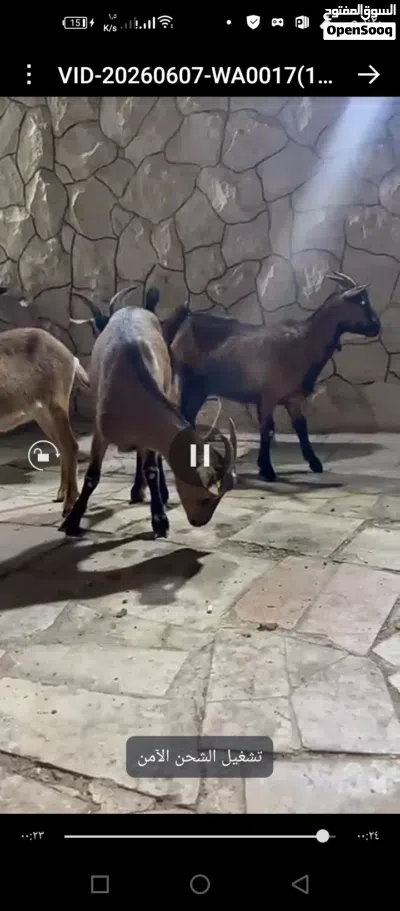 سانين سويسري والبينو 4