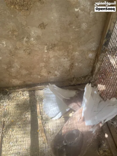 جوز هزاز هنداوي 2
