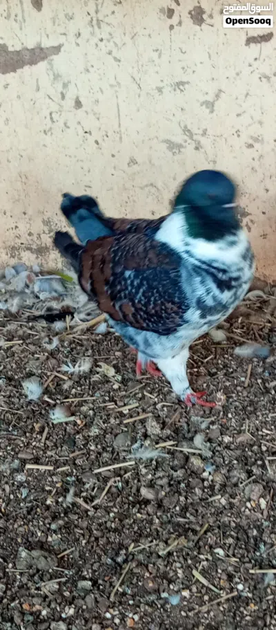 ذكر مدينه امريكي وزوج مدينه اوروبي بلوا بار الذكر قيمته عشره ريال والزوج عشره للبيع او البدل بنفاخ 4