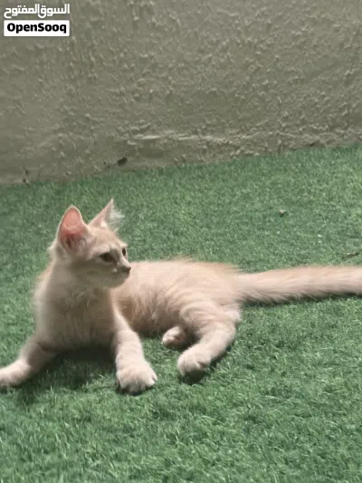 قطط شيرازي للبيع 3