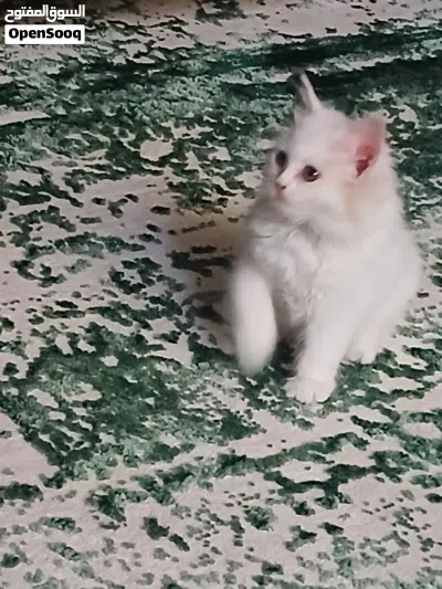 female kitten for sale 3