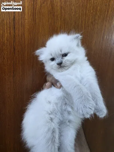 cat for... 2