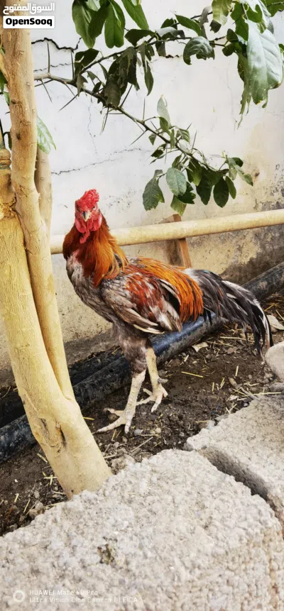 دیك پاکستانی 3