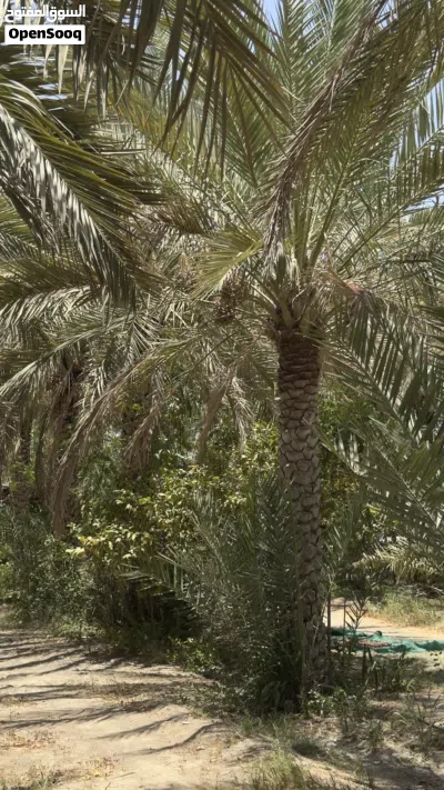 نخيل متنوعة للبيع 3
